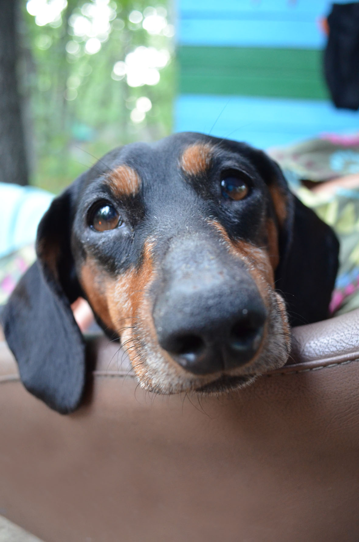 dog